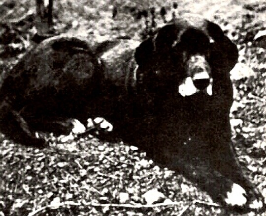 A Black St. Johns Dog