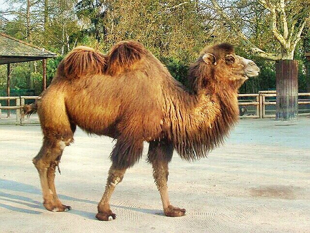 Bactrian Camel in the Frankfurt Zoo
