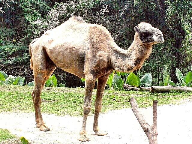 Dromedary Camel in the Singapore Zoo