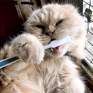 Kitty cat brushing teeth