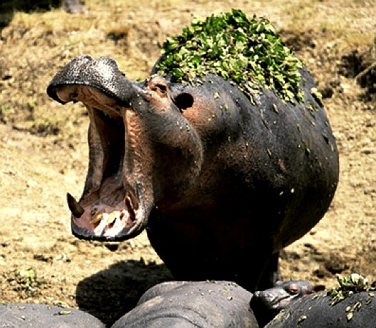 Hippopotamus with mouth open