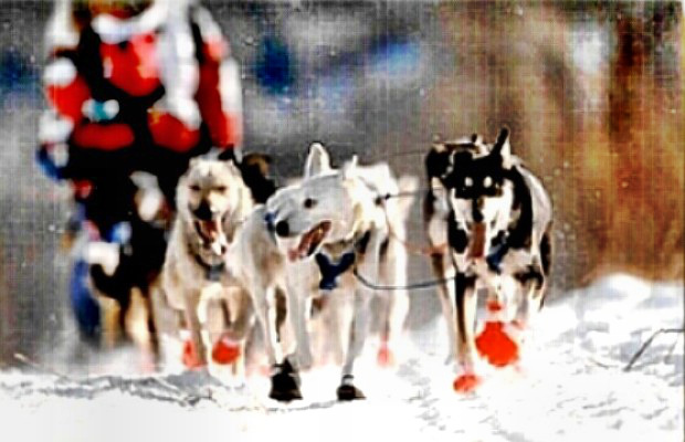 Iditarod -Huskies pulling sled