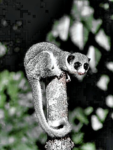 A dwarf lemur