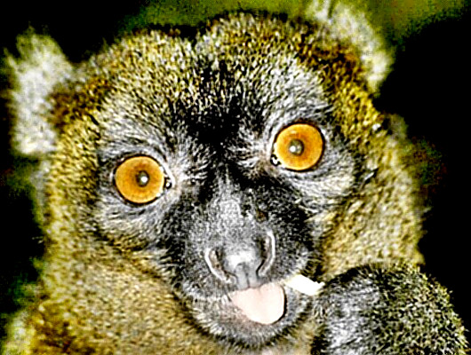 a lemur