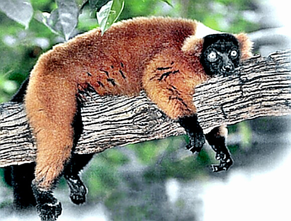 redruffed lemur chilling out on tree limb