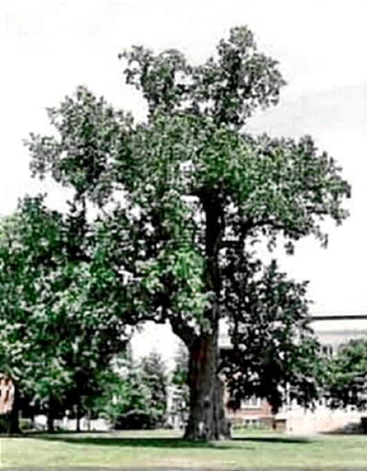 The Last Liberty Tree
