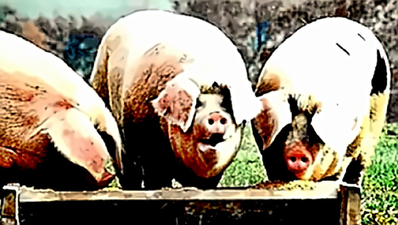 pigs at the trough