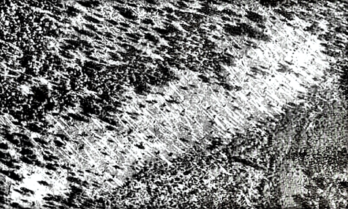 Aerial View of Tunguska Devastation